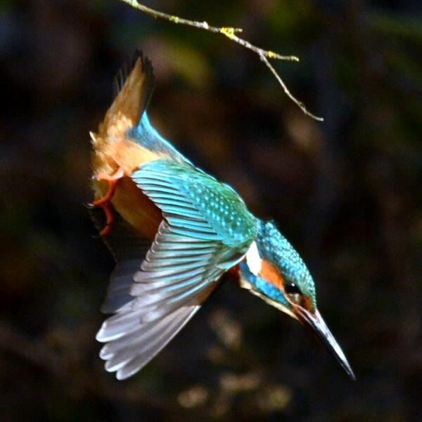 Kingfisher - Mike Williams